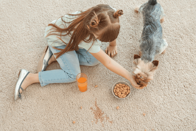 Carpet cleaning in Hernando, MS