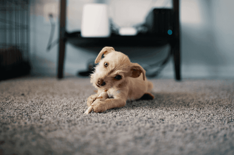 Carpet cleaning in Nesbit, MS