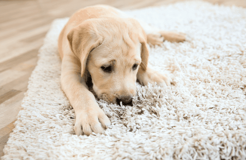 Carpet cleaning in Southaven, MS