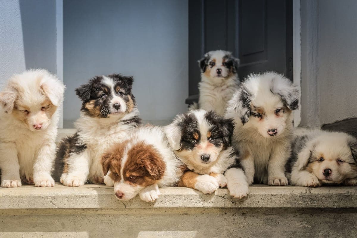 How to Get Pet Stains Out of Carpet